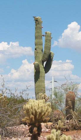 Saguaro Cactus